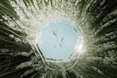 The Symphony of Nature